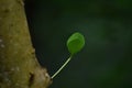 Green leaves with dew drops Beautiful and natural in the forest, looking and refreshing Royalty Free Stock Photo