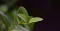 Green leaves with dew drops Beautiful and natural in the forest, looking and refreshing Royalty Free Stock Photo