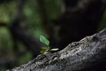 Green leaves with dew drops Beautiful and natural in the forest, looking and refreshing Royalty Free Stock Photo