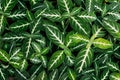 Green Leaves Of Dieffenbachia Oerstedii In Botanical Garden