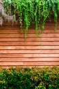 Green leaves of Dischidia nummularia plant and Christina tree on wood wall