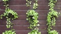 Green leaves of Dischidia nummularia. Dischidia nummularia or string of nickels creeping green plant in pot hanging on wood wall