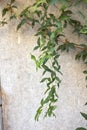Dolichandra unguis-cati climber vine close up Royalty Free Stock Photo