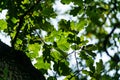 Green leaves of downy or pubescent oak Quercus pubescens in Massandra park, Crimea. Close-up oak leaves with damage