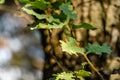 Green leaves of downy or pubescent oak Quercus pubescens in Massandra park, Crimea. Close-up oak leaves with damage