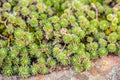 Green leaves of draba rigida