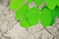 Green leaves on dried land background