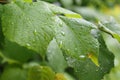 Green leaves with droplets of water after the rain. Royalty Free Stock Photo