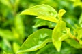 green leaves with drops, Close up green leaf texture as green nature abstract background Royalty Free Stock Photo