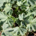 Green leaves with drops of water on Alchemilla Erythropoda Royalty Free Stock Photo