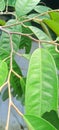 Green leaves of durian tree. Royalty Free Stock Photo