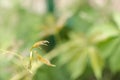 Green leaves in early spring. Green background with rambling vine