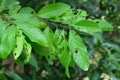 Green leaves eaten by pests , have holes