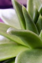 Green leaves of echeveria plant close up