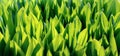 Green leaves eco banner, fresh shoots pattern, earth day concept