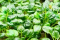 Green leaves of edenvia lettuce grown on a microfarm using the agroponic method Royalty Free Stock Photo