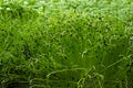 Green leaves of edenvia lettuce grown on a microfarm using the agroponic method Royalty Free Stock Photo