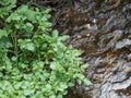 Green leaves and water stream