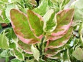 Green leaves with edge of pink of Slipper-Flower, Redbird Cactus,Jew-Bush tree