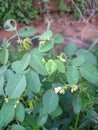 The green leaves on the edge of the rice fields began to flourish