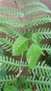 The green leaves on the edge of the rice fields began to flourish