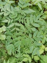 Zelené listy z jedlý jaro užitečný byliny  příroda 