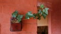 Green leaves English ivy evergreen vine indoor potted plant on orange color brick wall background Royalty Free Stock Photo