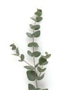 Green leaves eucalyptus branch light and shadow on white wall vertical background Royalty Free Stock Photo