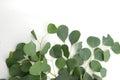 Greenleaves eucalyptus populus on white background