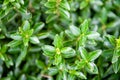 Green leaves Euonymus japonicus Microphyllus Royalty Free Stock Photo