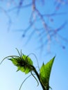 Green leaves in fall