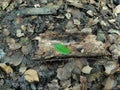 Green leaves that fall on wooden sheets between dry leaves and wet soil Royalty Free Stock Photo