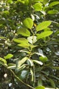 The green leaves of a false camphor tree, Cinnamomum glanduliferum