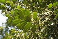 The green leaves of a false camphor tree, Cinnamomum glanduliferum