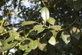 The green leaves of a false camphor tree, Cinnamomum glanduliferum Royalty Free Stock Photo