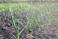 Green leaves feathers of a young onion in the sun in early spring. Home growing vegetables in the garden Royalty Free Stock Photo