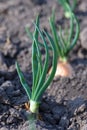 Green leaves feathers of a young onion in the sun in early spring. Home growing vegetables in the garden Royalty Free Stock Photo