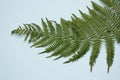 Green leaves of fern. Blue background. Banner Template. Space for your text.