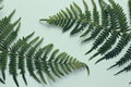 Green leaves of fern. Blue background. Banner Template. Space for your text.