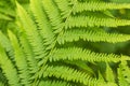 Green leaves of fern close up, natural abstract backgroundFresh green leaf of fern macro, close up, natural abstract background Royalty Free Stock Photo