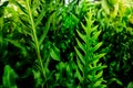 Green leaves fern closeup. Royalty Free Stock Photo