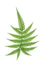 Green leaves fern frond tropical rainforest foliage plant isolated on white background, clipping path included Royalty Free Stock Photo