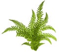 Green leaves of fern isolated on white Royalty Free Stock Photo