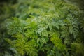 Green leaves of fern. Nature background, close-up of leaves of lily of the valley and fern