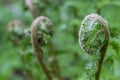 Green leaves of a fern opening Royalty Free Stock Photo