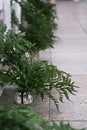 Green leaves of fern. Pieces of beautiful rustic wedding decoration. Loft style wedding.