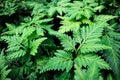 Green leaves fern texture background. Royalty Free Stock Photo