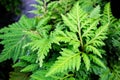 Green leaves fern texture background. Royalty Free Stock Photo