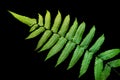 Green leaves fern tropical plant isolated on black background with clipping path Royalty Free Stock Photo
