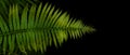 Green leaves fern tropical rainforest foliage plant on black background Royalty Free Stock Photo